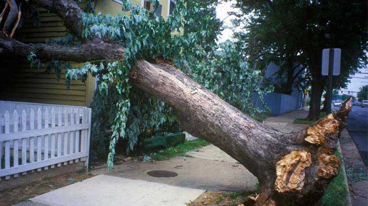 Uprooted tree that fell across a sidewalk